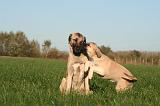 KANGAL 143